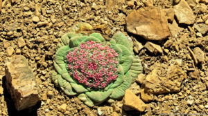 Flor encontrada durante o Circuito Ausangate
