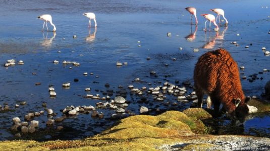 Tour Salar De Uyuni (106)