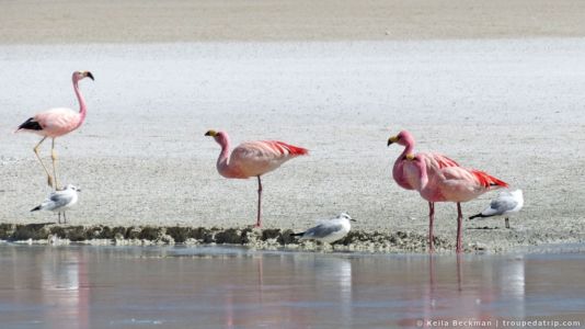 Tour Salar De Uyuni (115)