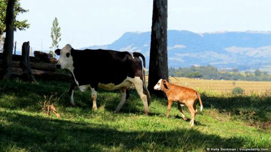 Três Pedras Botucatu 44